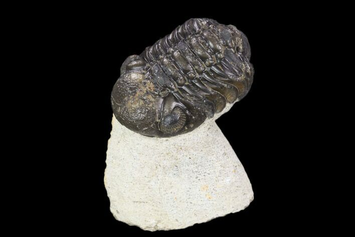 Bargain, Austerops Trilobite - Visible Eye Facets #120030